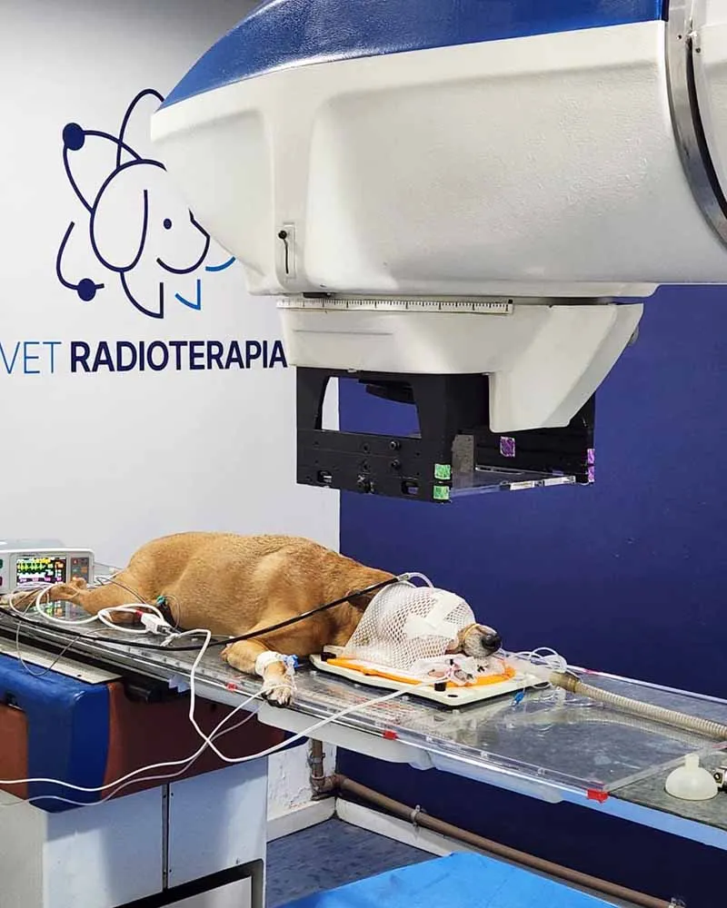 Radioterapia-veterinaria-Vet Radioterapia-RJ-1