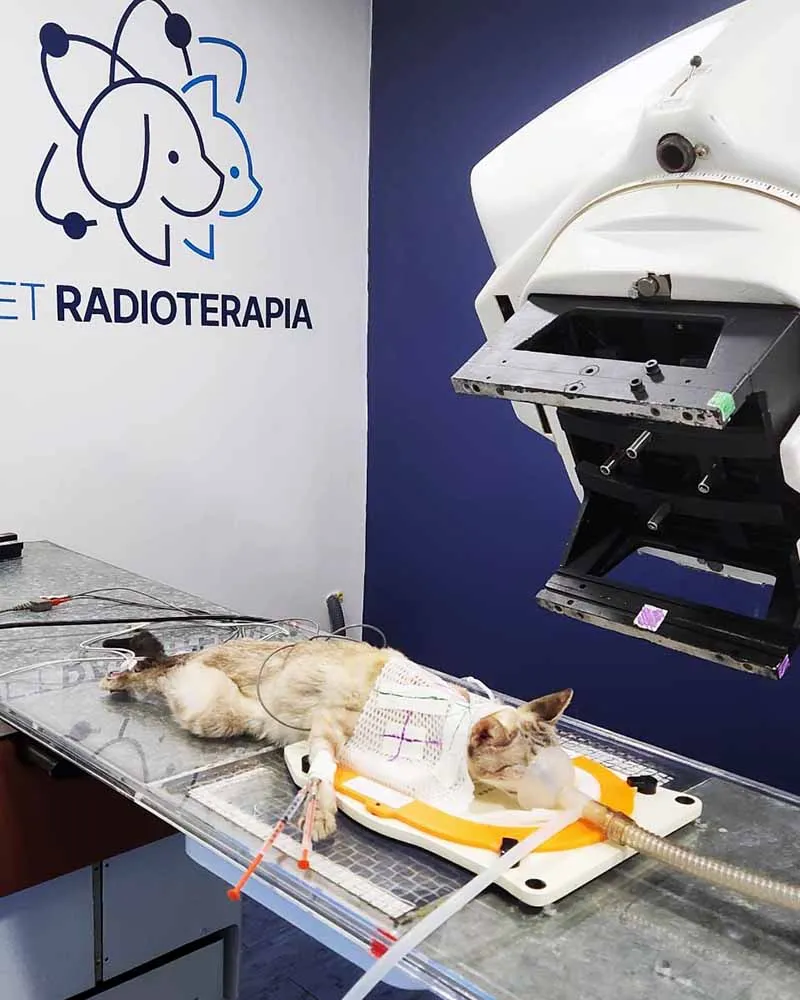 Radioterapia-veterinaria-Vet Radioterapia-RJ-3