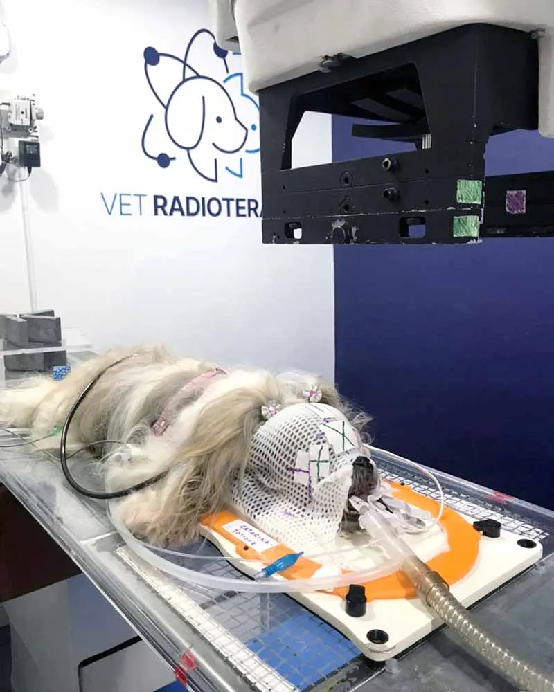 Radioterapia-veterinaria-Vet Radioterapia-RJ-4