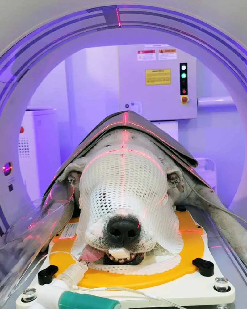 Radioterapia-veterinaria-Vet Radioterapia-RJ-planejamento-1
