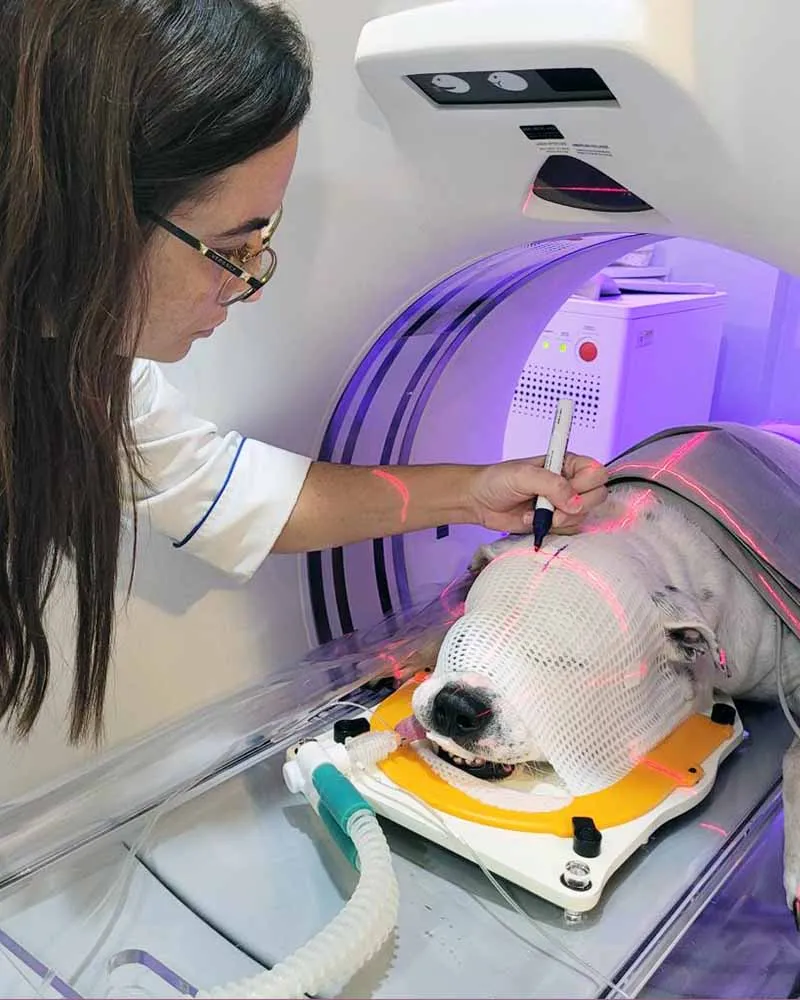 Radioterapia-veterinaria-Vet Radioterapia-RJ-planejamento-3