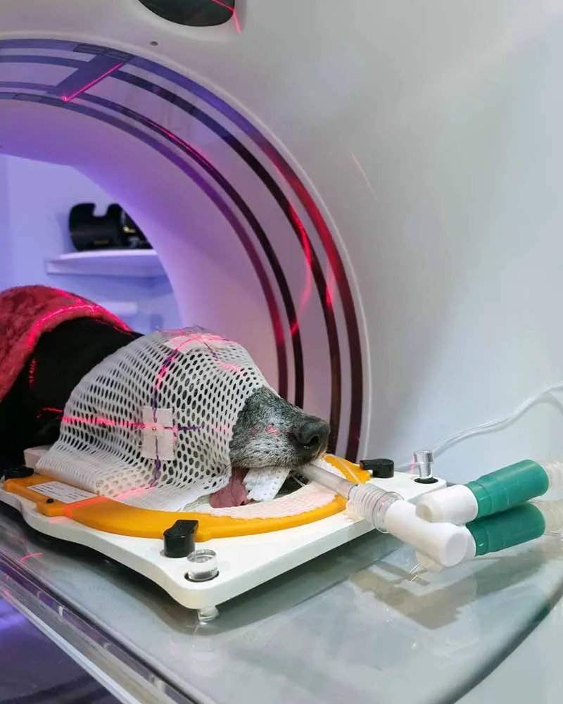 Radioterapia-veterinaria-Vet Radioterapia-RJ-planejamento-4